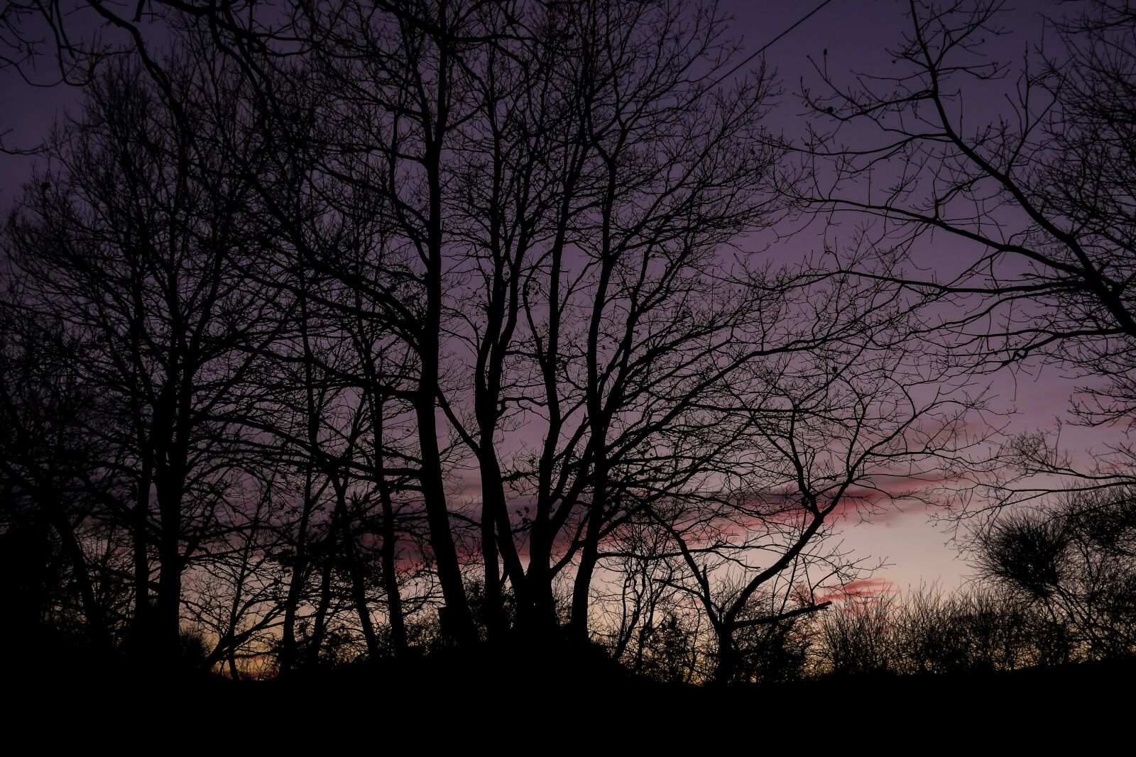 Panasonic Lumix DMC-GH2 sample photo. Trees, winter, nature photography
