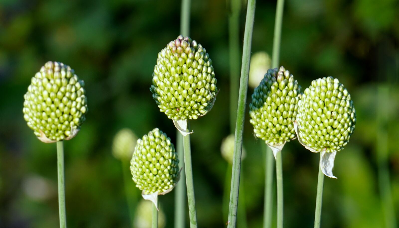 Sony Alpha a5000 (ILCE 5000) + Sony E 55-210mm F4.5-6.3 OSS sample photo. Flower, bud, blossom photography