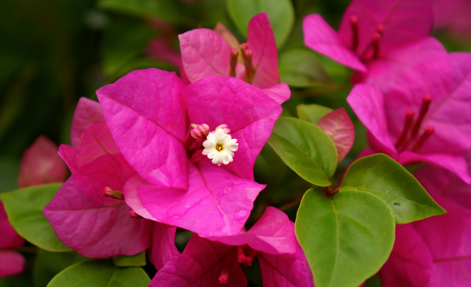 Sony Alpha NEX-F3 + Sony E 18-55mm F3.5-5.6 OSS sample photo. Paper flower, emotion, pink photography