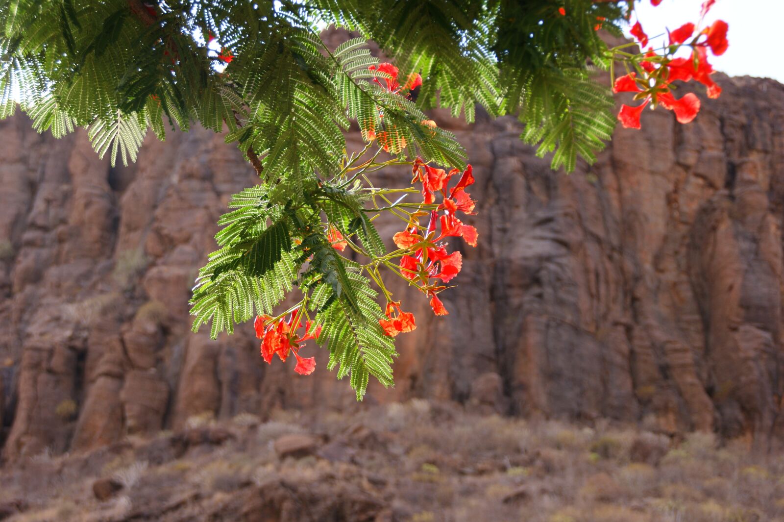 Sony Alpha DSLR-A350 sample photo. Gan canaria, bush, tree photography