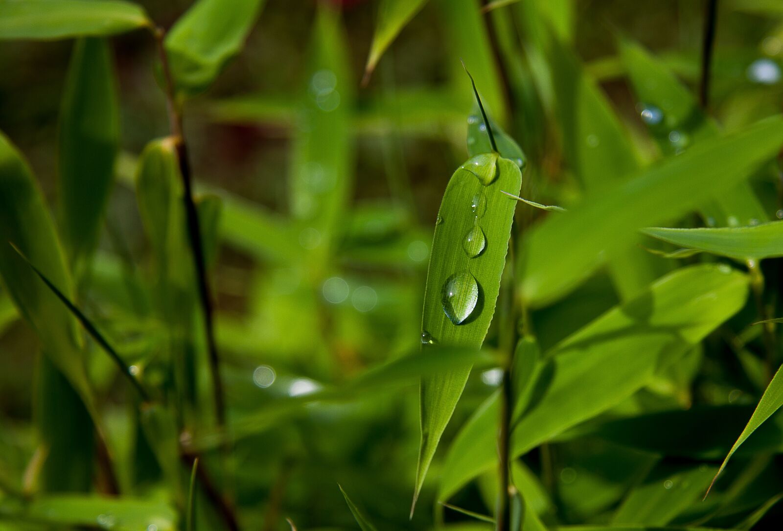 Canon EF-S 17-85mm F4-5.6 IS USM sample photo. Plant, bamboo, bamboo leaves photography