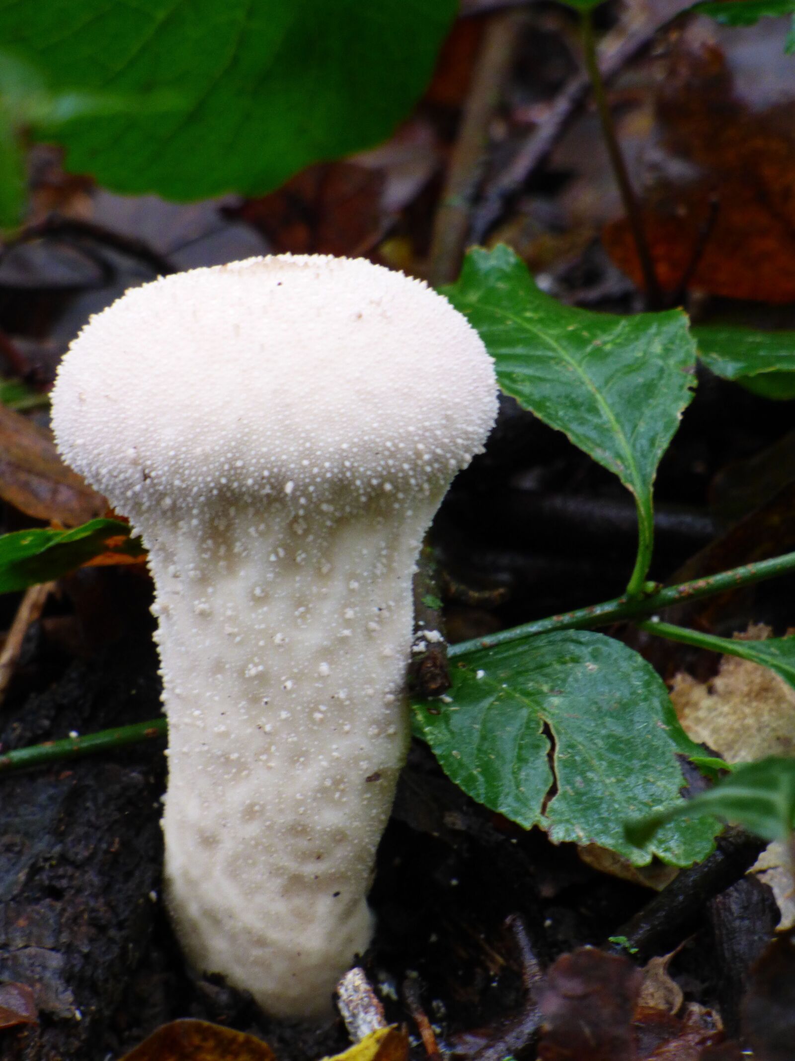 Panasonic DMC-FZ72 sample photo. Fungus, forest, fall photography