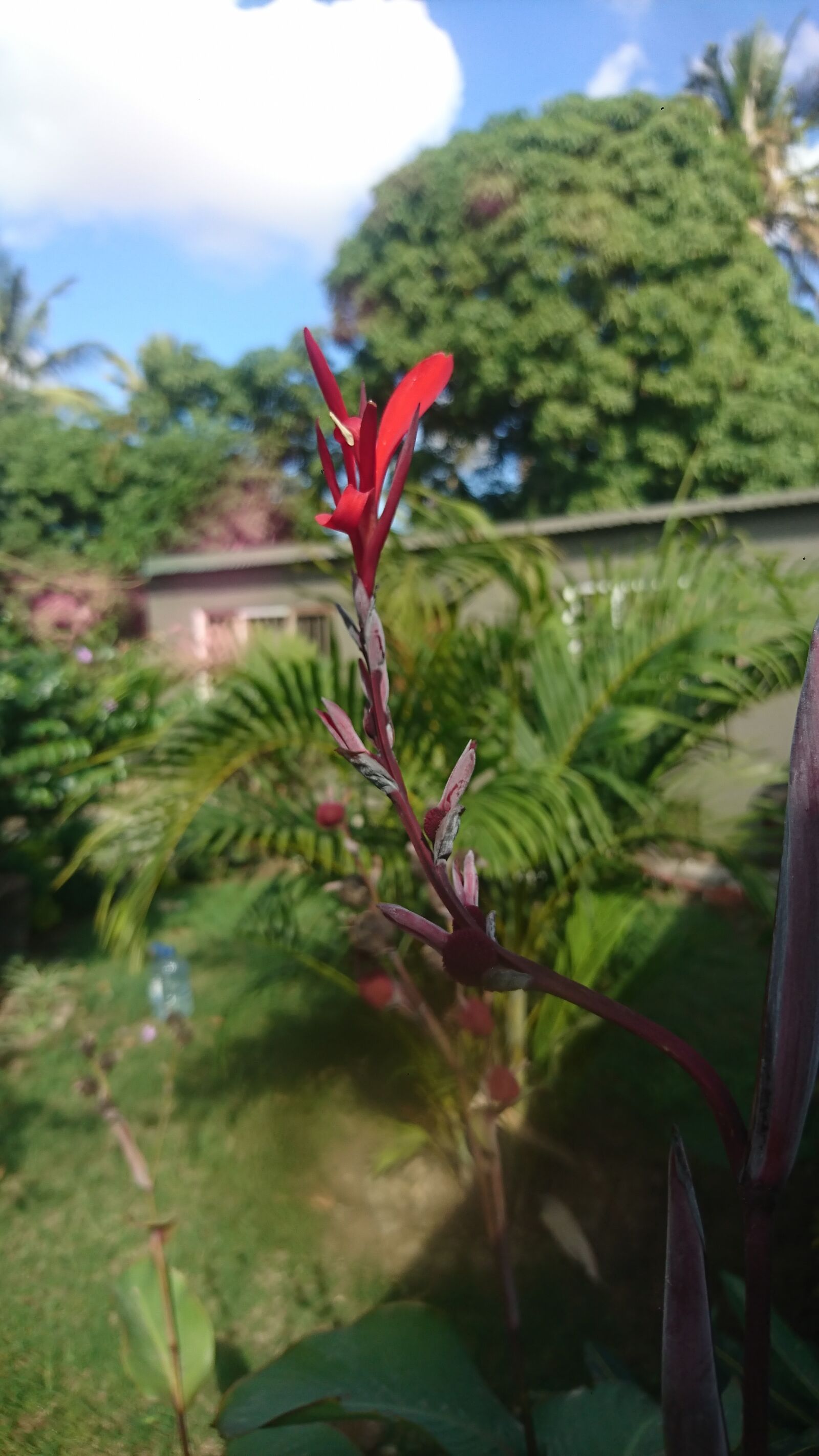 Sony Xperia XZ sample photo. Plant, flor, flower photography