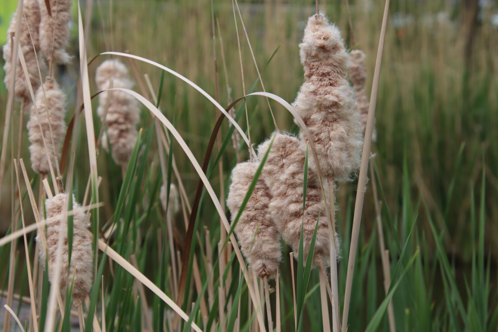 Canon EOS 800D (EOS Rebel T7i / EOS Kiss X9i) sample photo. Reeds, rushes, cattails photography
