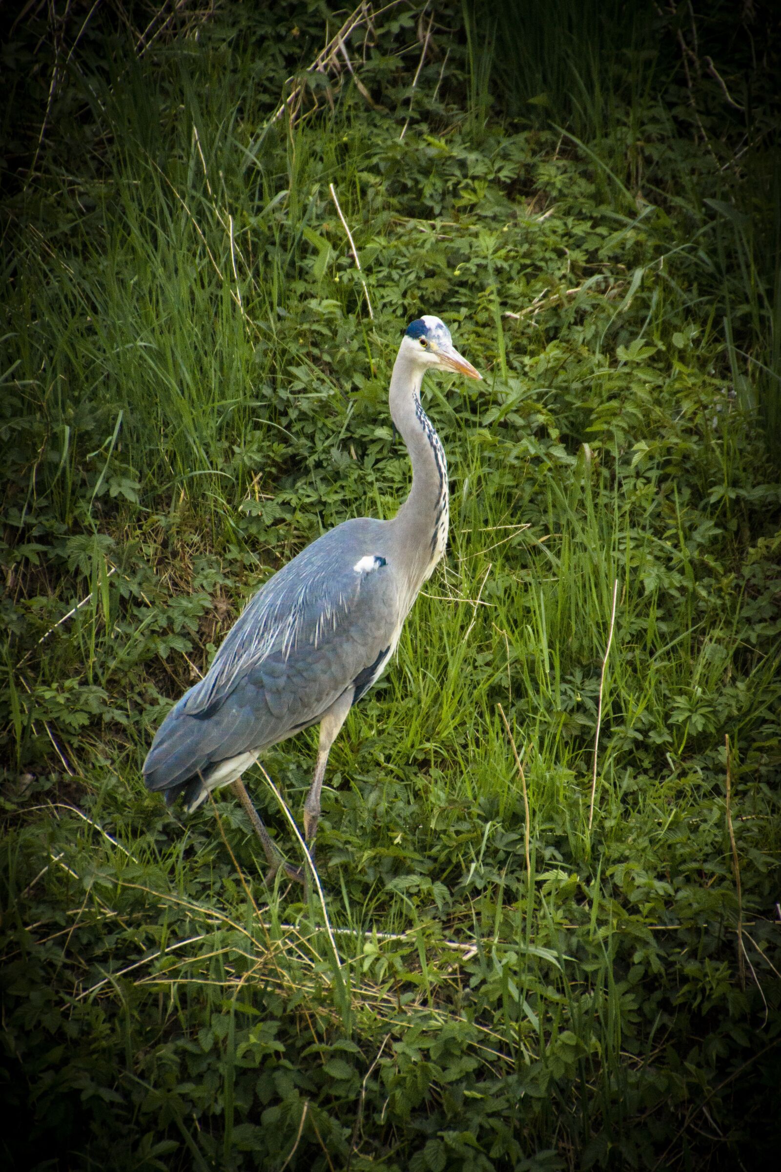 Sony SLT-A77 + DT 18-270mm F3.5-6.3 SSM sample photo. Bird, heron, nature photography