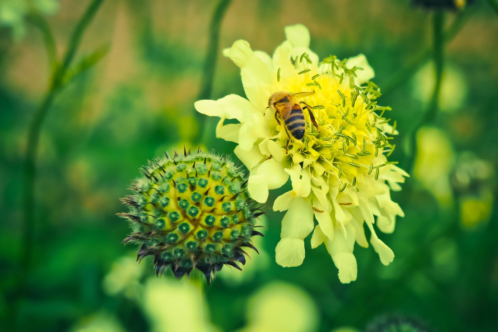 Olympus OM-D E-M10 sample photo. Flower, yellow, yellow flower photography