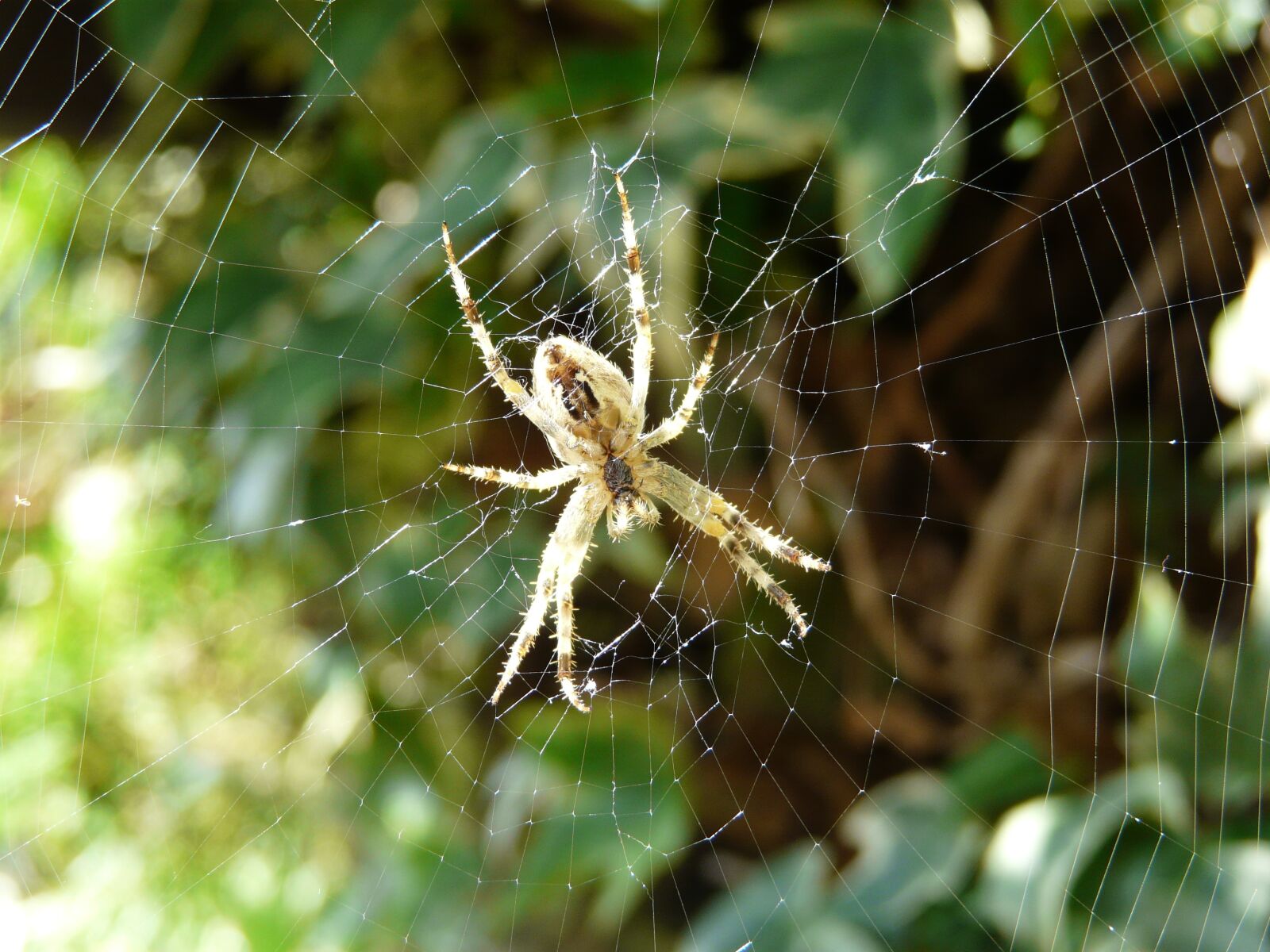 Panasonic DMC-FZ18 sample photo. Spider, cobweb, arachnid photography