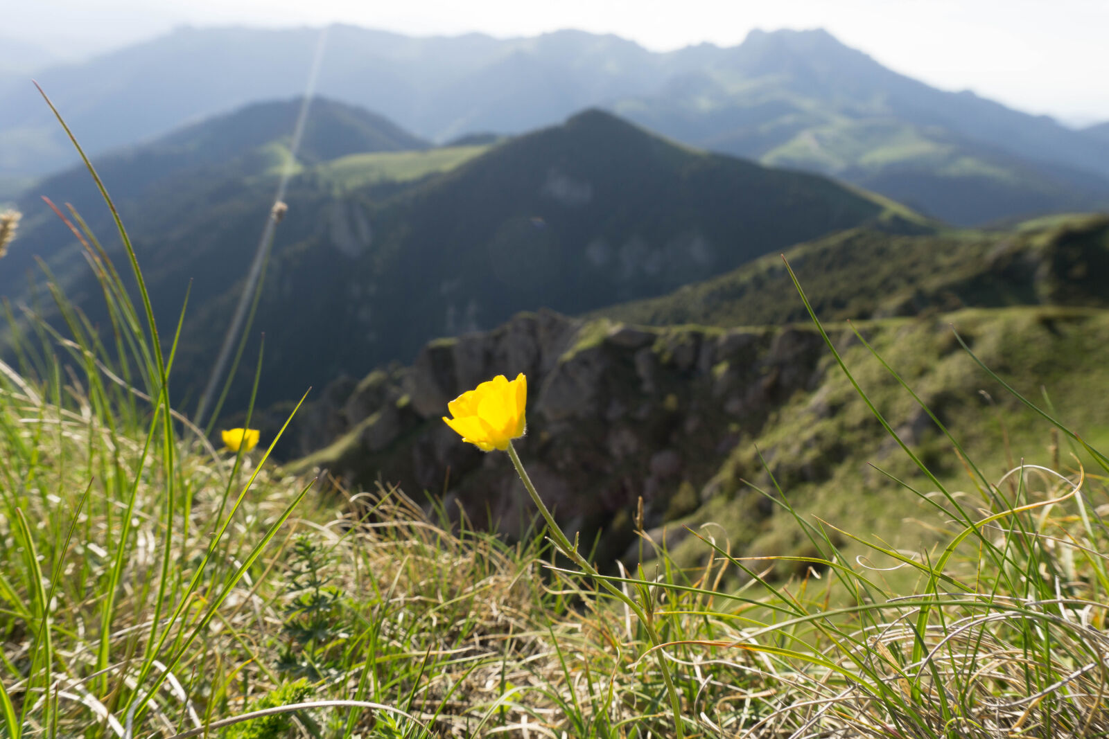 Sony E 16-50mm F3.5-5.6 PZ OSS sample photo. Flower, green, mountain, nature photography