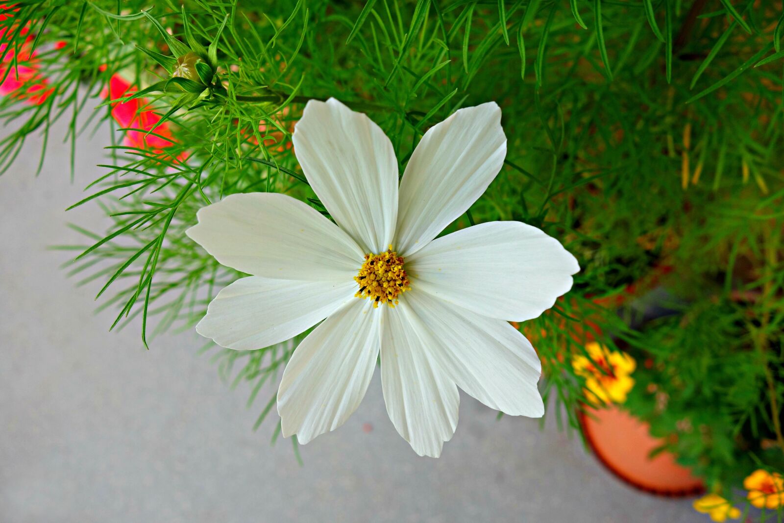 Sony Cyber-shot DSC-RX100 sample photo. Cosmea, flower, plant photography