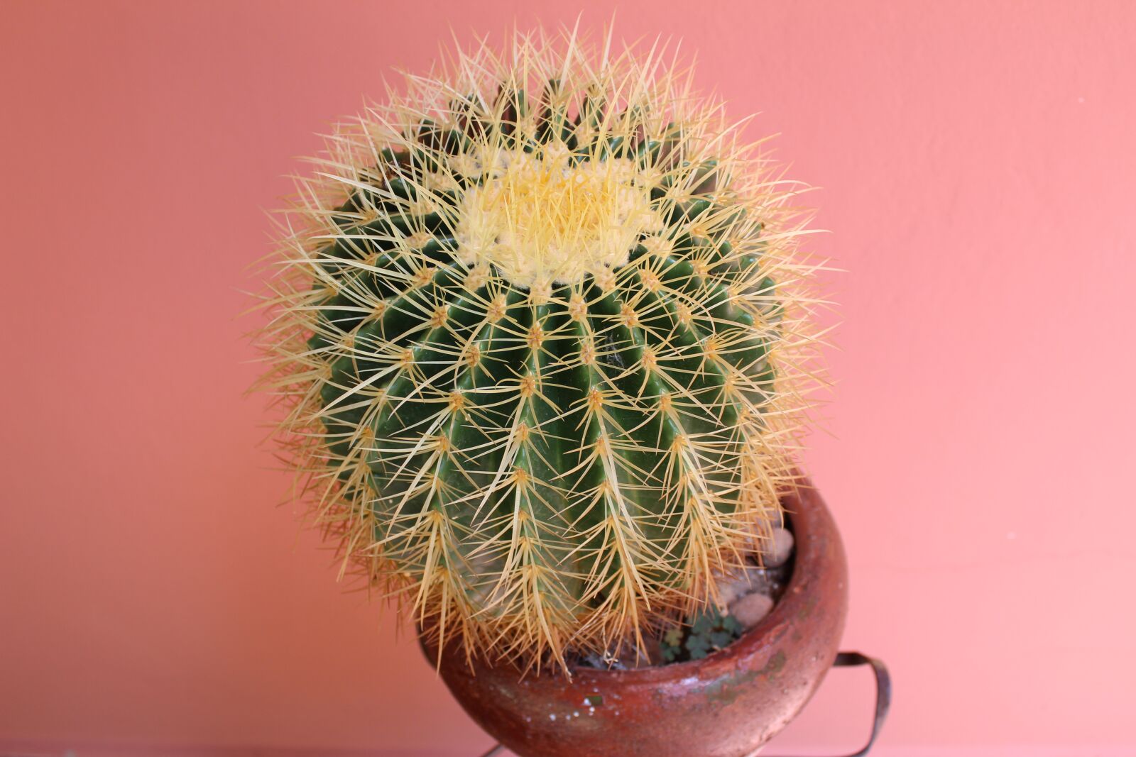Canon EOS 1300D (EOS Rebel T6 / EOS Kiss X80) sample photo. Cactus, garden, nature photography