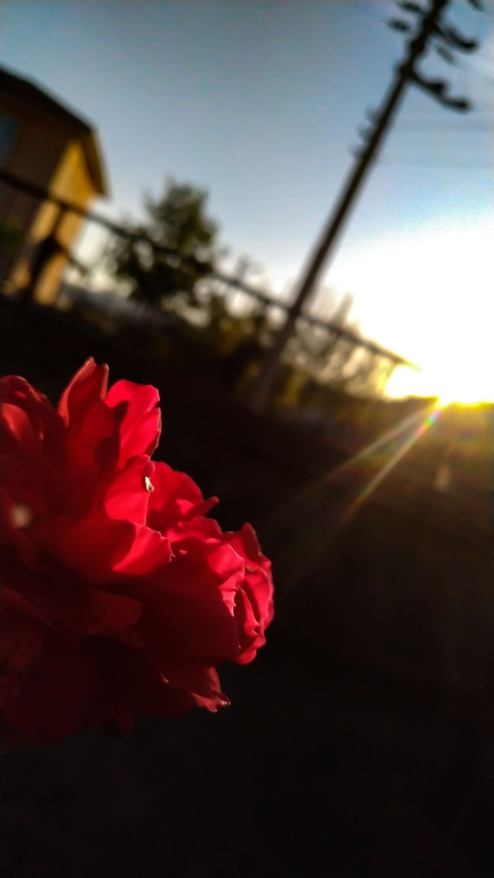 Xiaomi MI 8 Lite sample photo. Rose, good, red photography