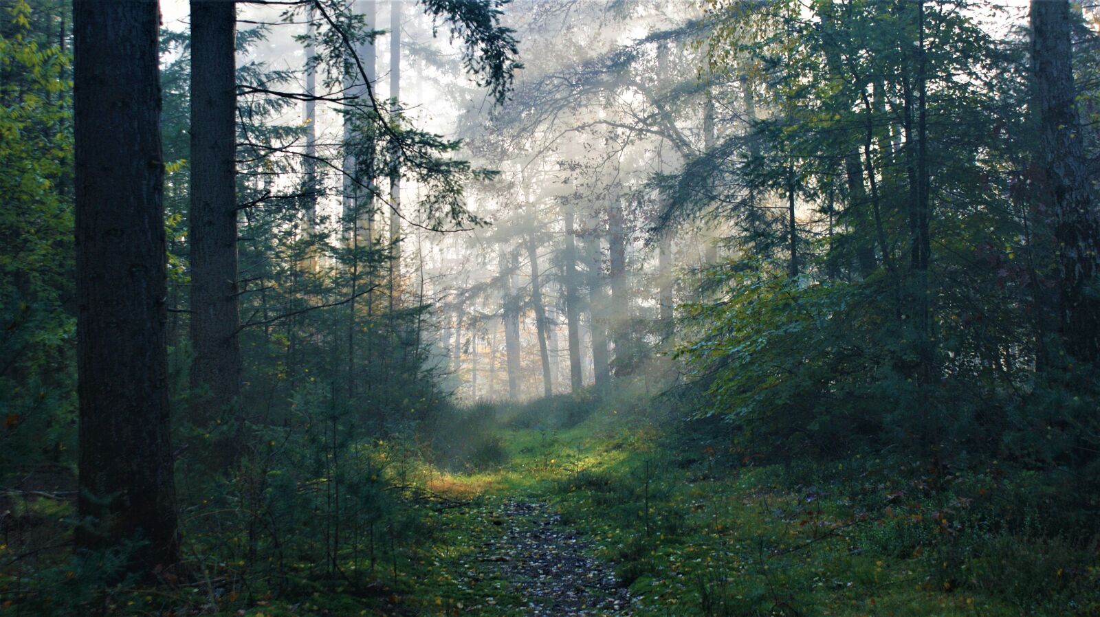 Sony Alpha DSLR-A350 sample photo. Fog, morning, sun rays photography