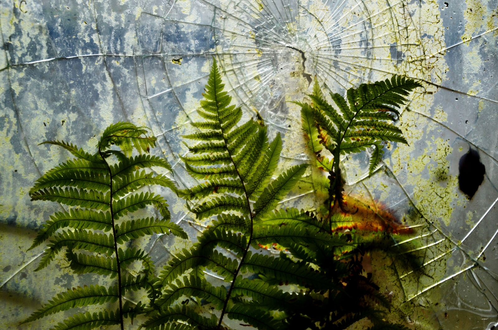 Nikon D7000 sample photo. Broken glass, old, broken photography