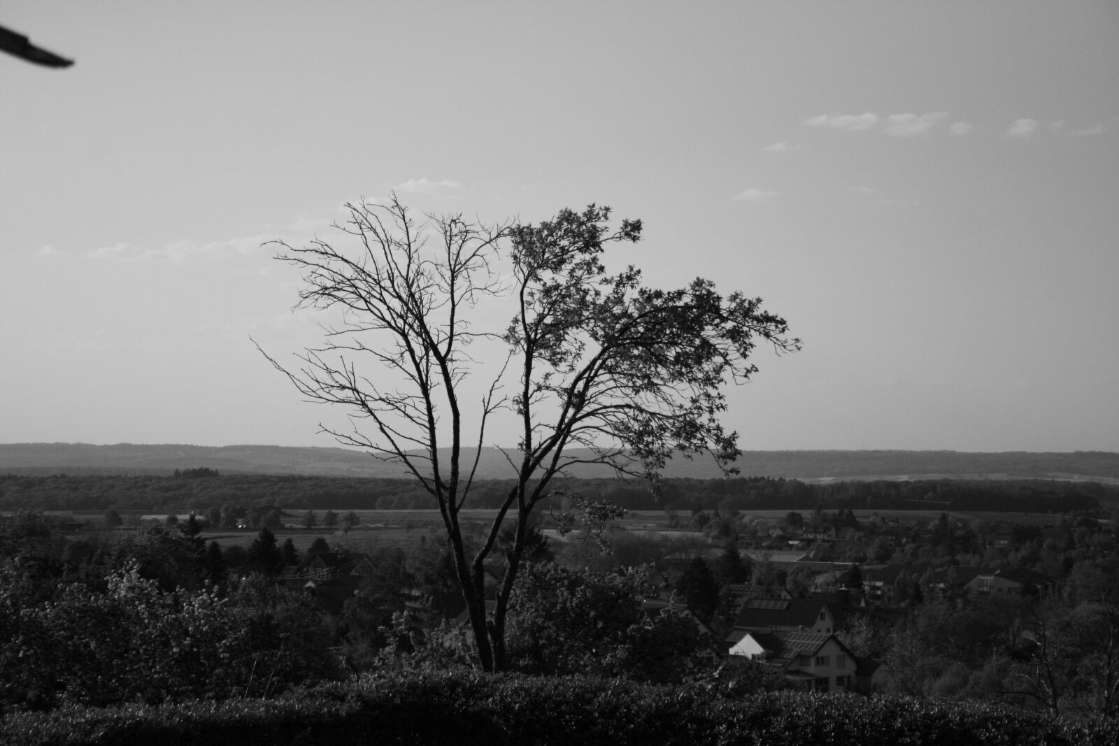 Canon EOS 400D (EOS Digital Rebel XTi / EOS Kiss Digital X) sample photo. Tree, black and white photography