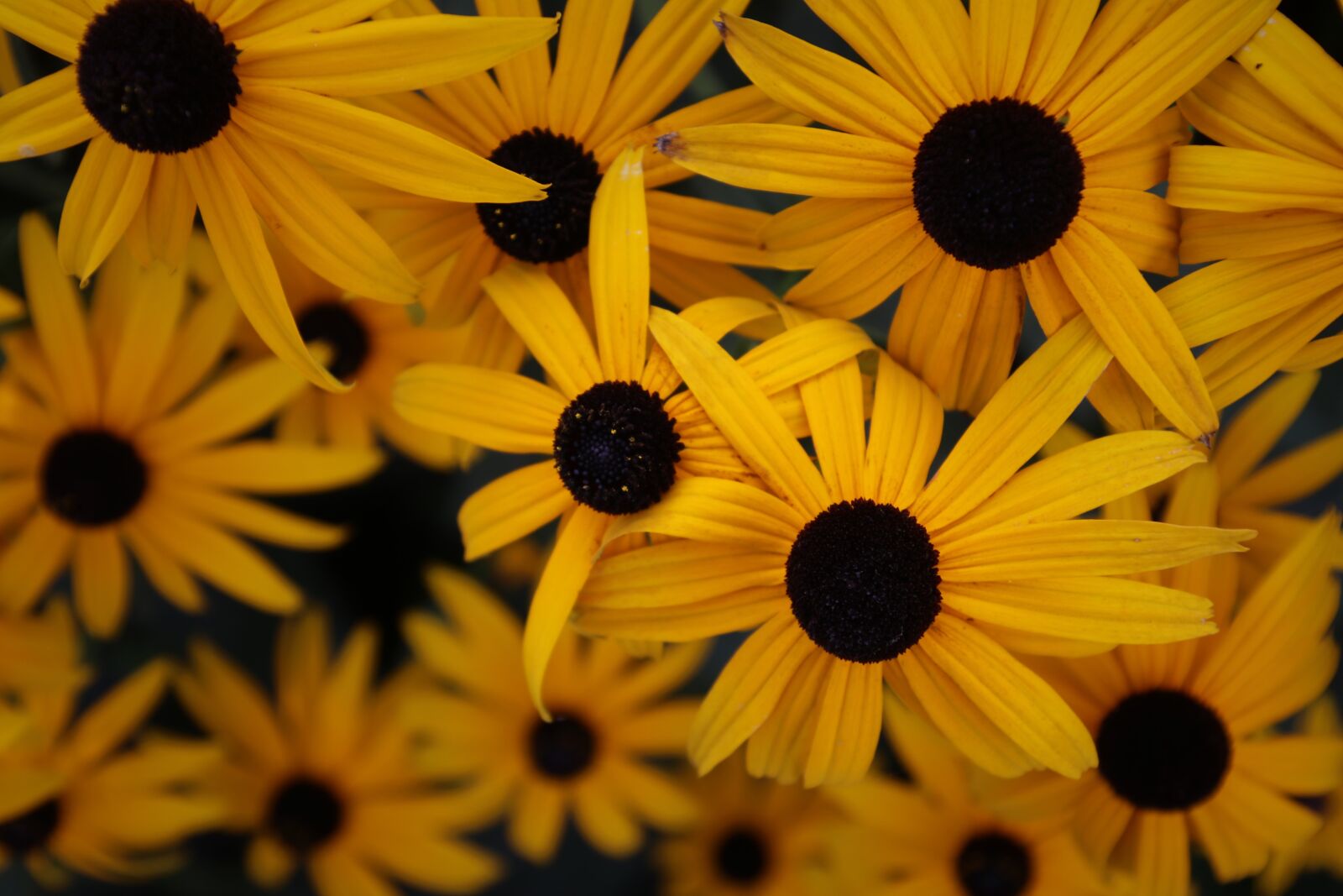 Canon EOS 80D sample photo. Rudbekia, yellow flowers, flourishing photography