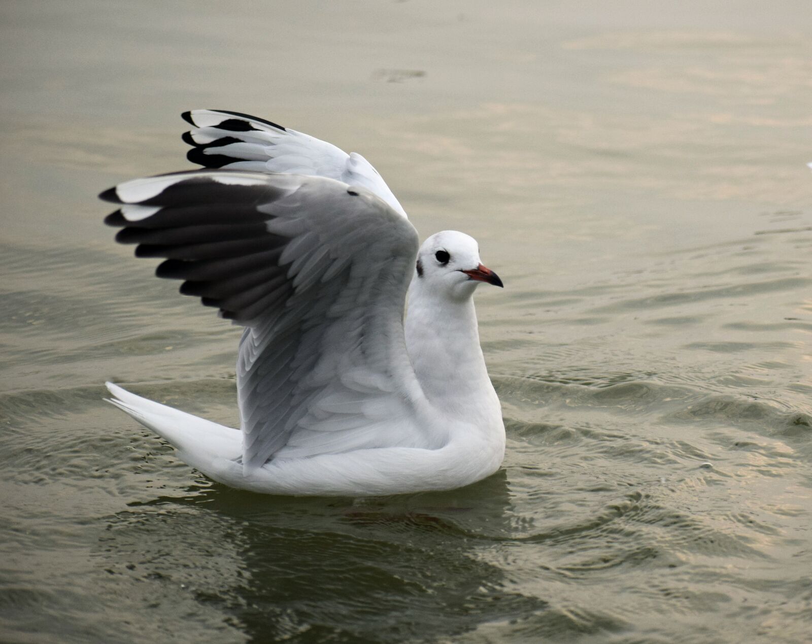 Nikon D3300 sample photo. Seabird, seagull, bird photography