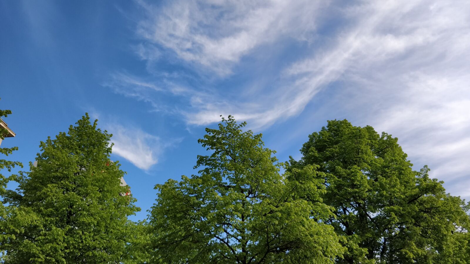 OnePlus 5 sample photo. Trees, clouds, nature photography