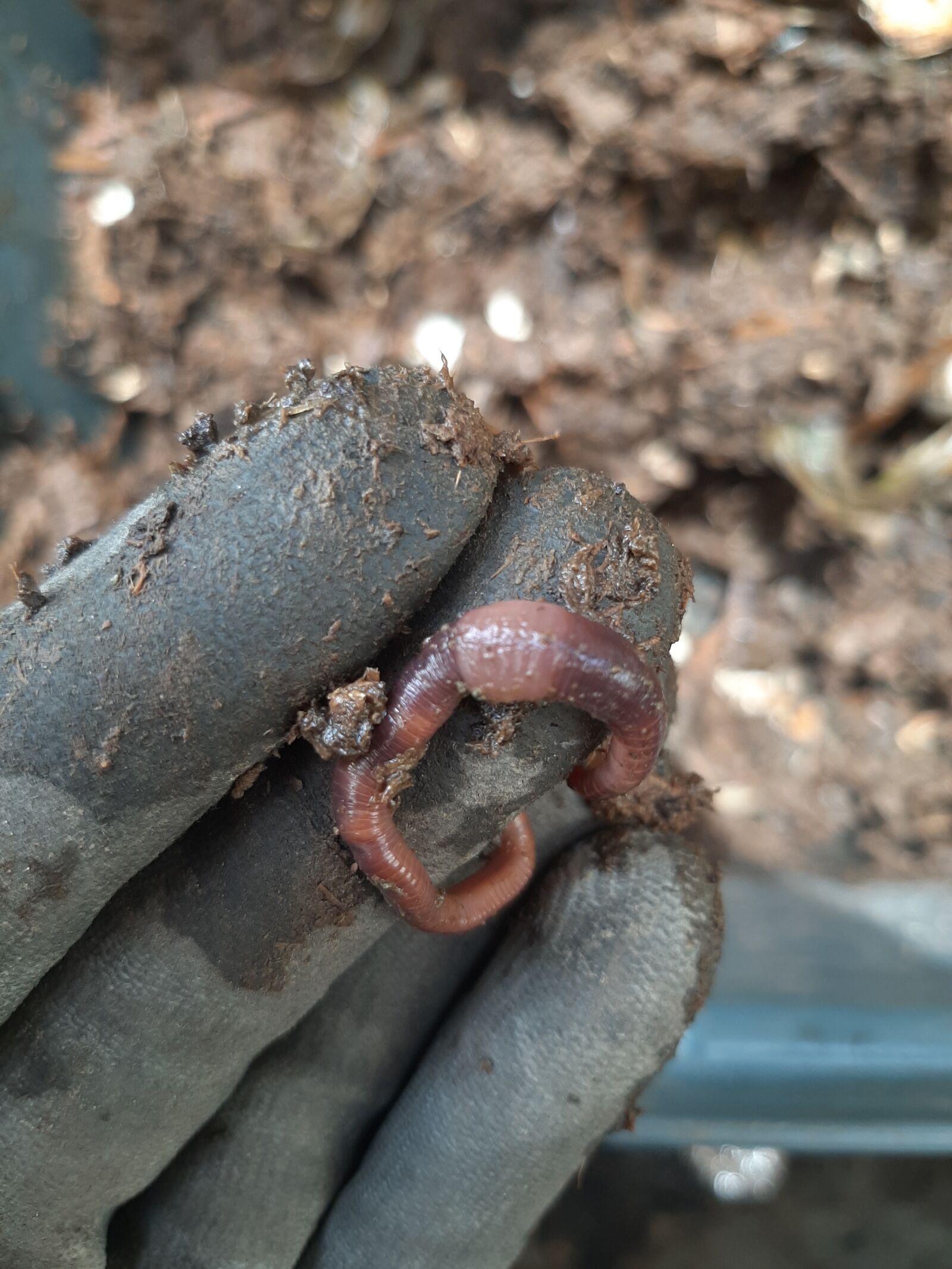 Samsung Galaxy A50 sample photo. Lombriz, vermicompost, compost photography