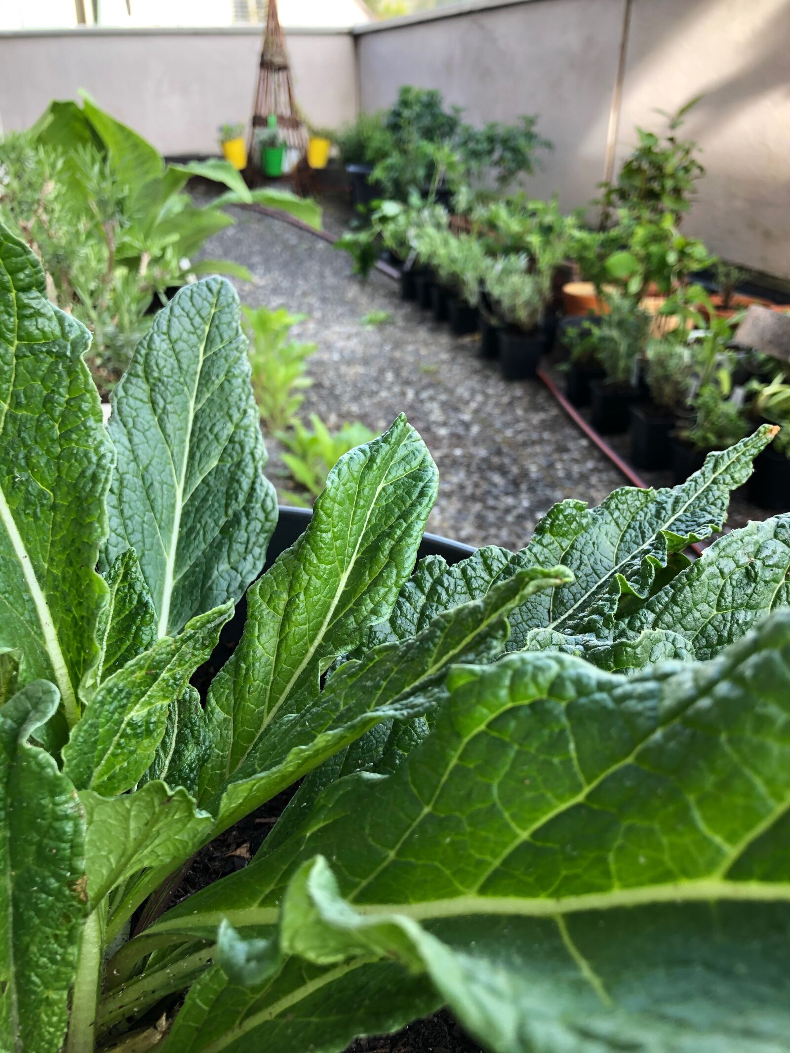iPhone 8 Plus back dual camera 3.99mm f/1.8 sample photo. Alraune, balcony garden, herbs photography