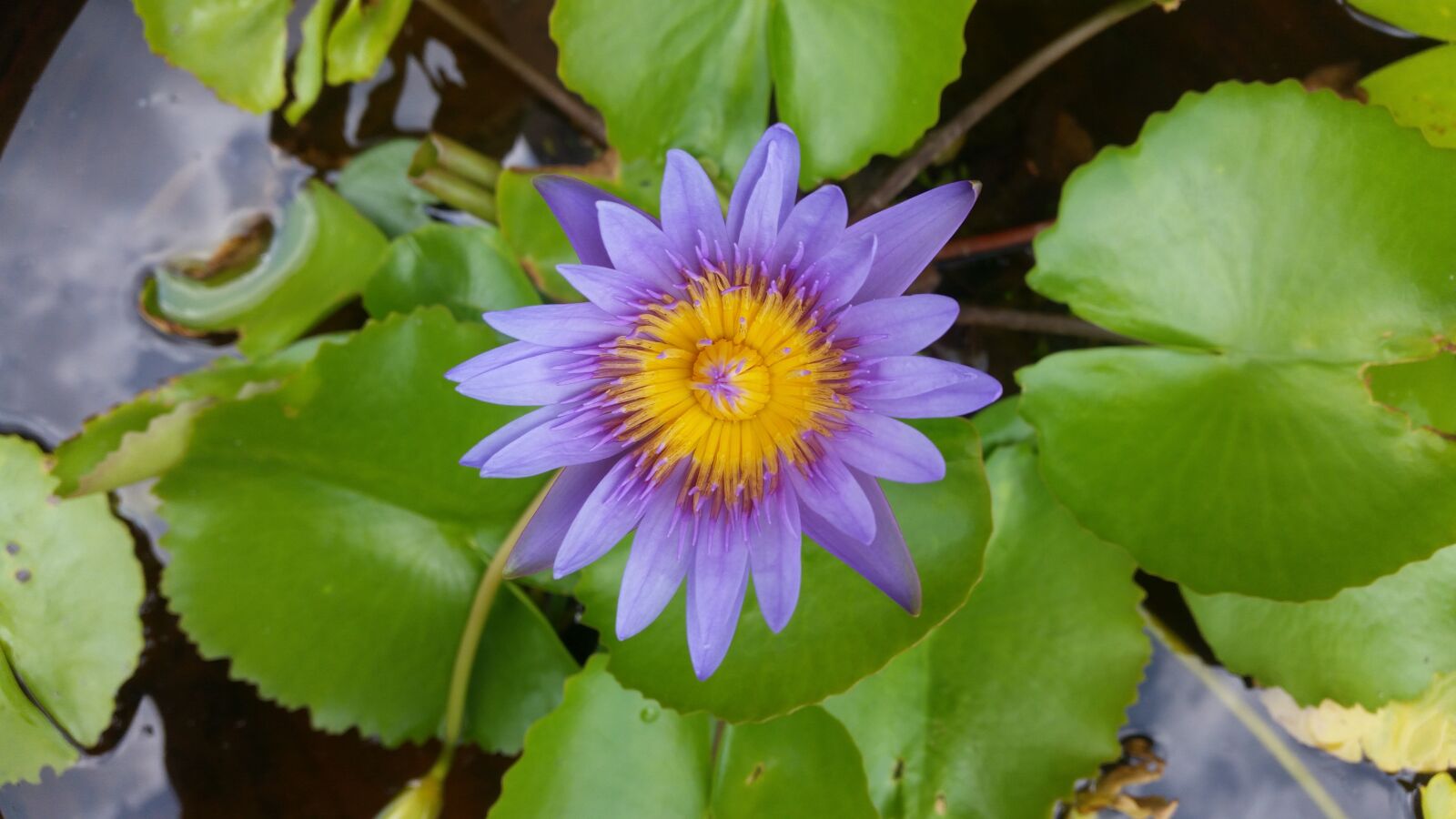 Samsung Galaxy S5 sample photo. Lotus, purple lotus, lotus photography