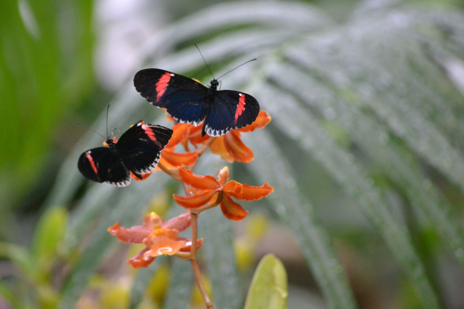 Nikon D3100 sample photo. Butterfly, orange, insect photography