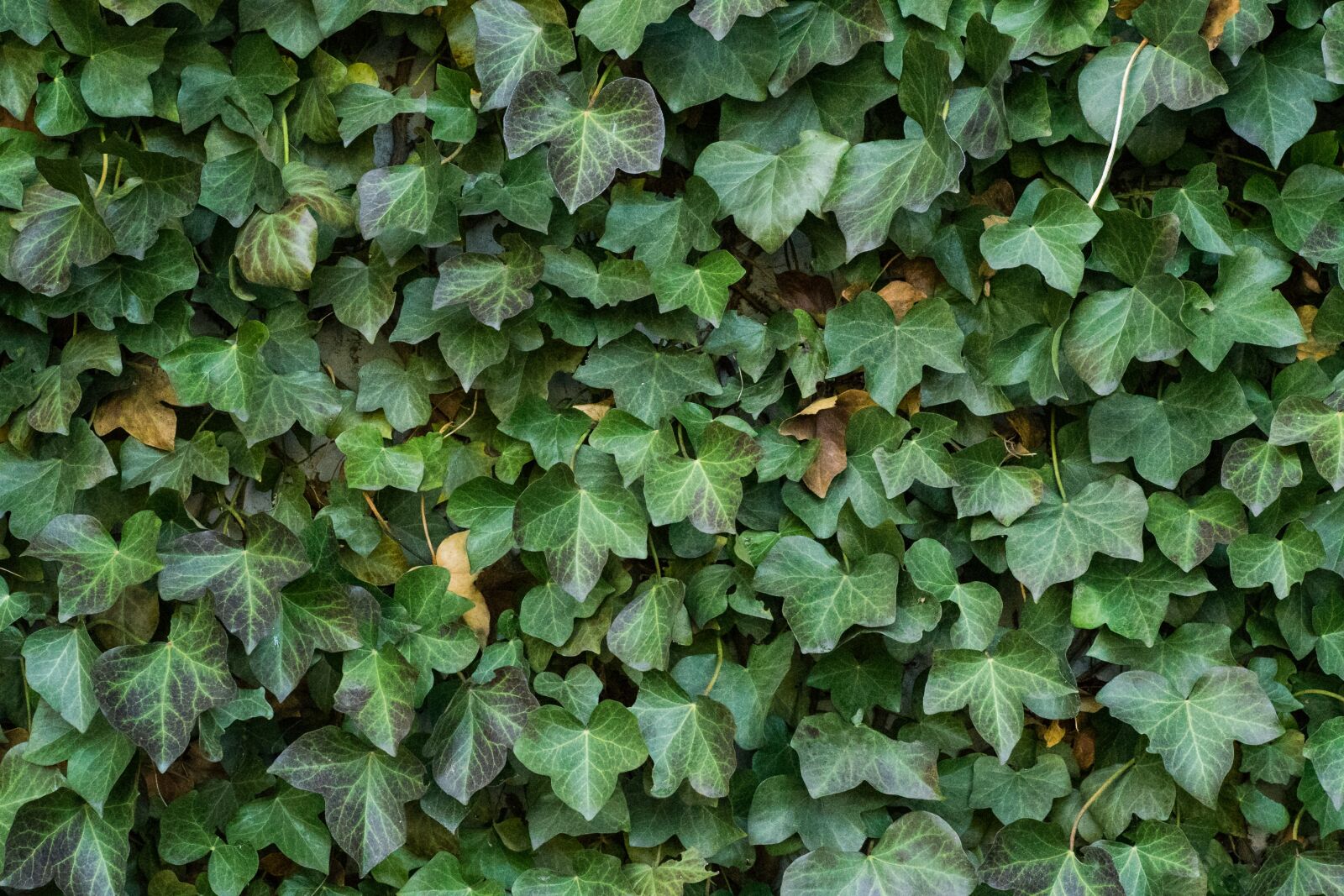 Sony a7 II + Sony DT 50mm F1.8 SAM sample photo. Texture, ivy, leaves photography