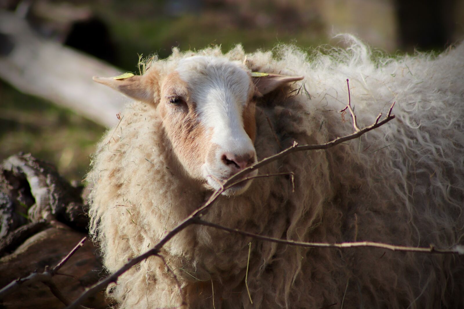 Canon EOS 800D (EOS Rebel T7i / EOS Kiss X9i) sample photo. Sheep, livestock, pet photography
