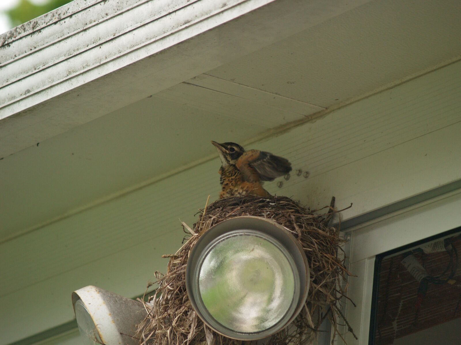 Olympus E-500 (EVOLT E-500) sample photo. Bird, robin, nest photography