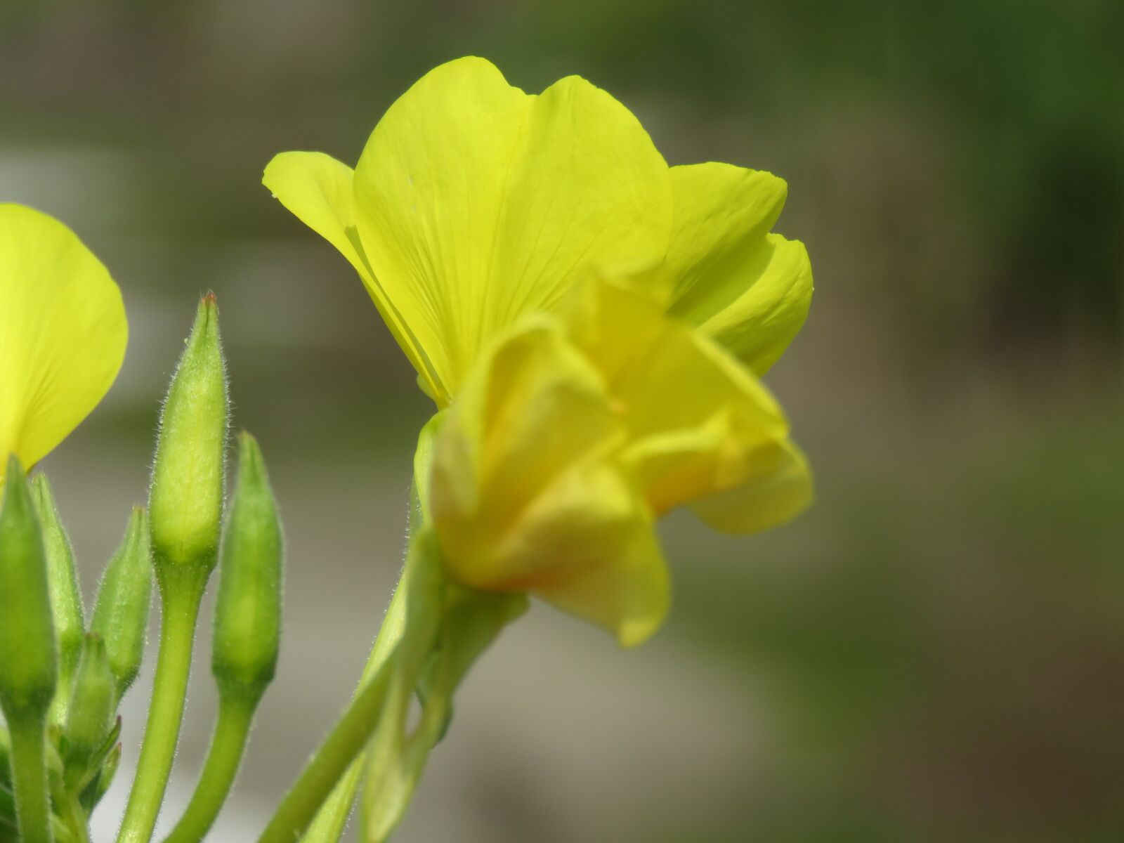 Canon PowerShot SX60 HS sample photo. Flower, yellow flowers, yellow photography