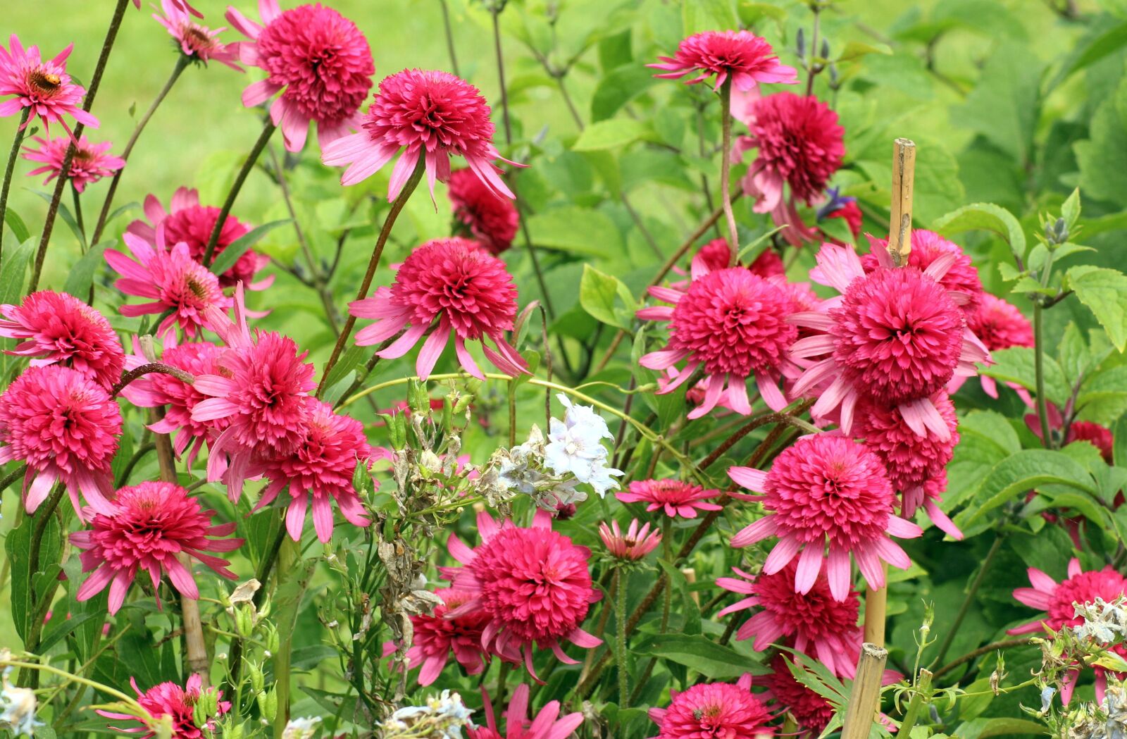 Canon EOS 1200D (EOS Rebel T5 / EOS Kiss X70 / EOS Hi) sample photo. Flowers, plants, vegetation photography