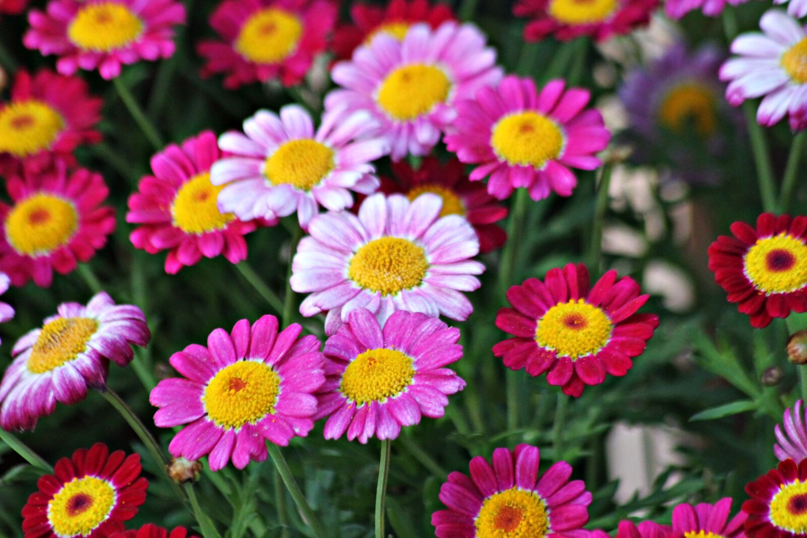 Canon EOS 1100D (EOS Rebel T3 / EOS Kiss X50) sample photo. Flowers, colorful, wild photography