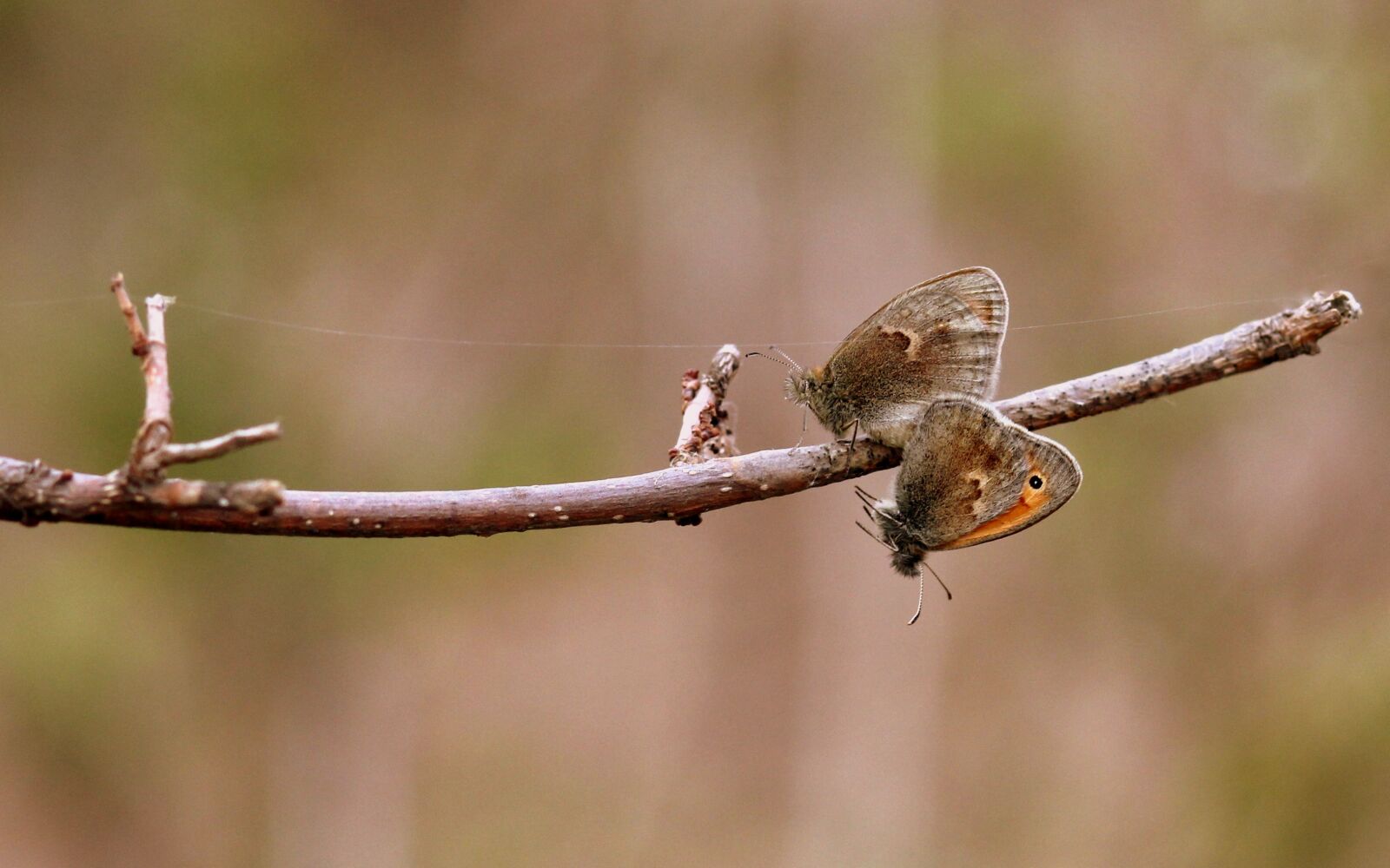 Canon EOS 700D (EOS Rebel T5i / EOS Kiss X7i) + Canon EF 85mm F1.8 USM sample photo. Butterflies, mating, love photography