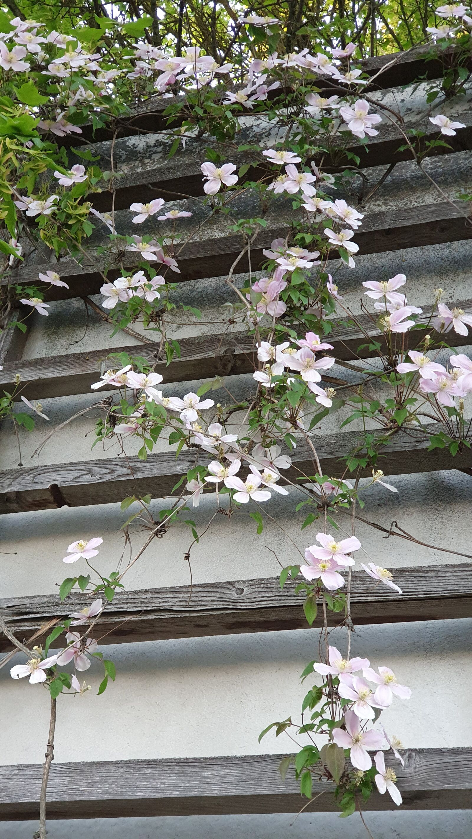 Samsung Galaxy S10+ sample photo. Clematis, entwine, pink photography