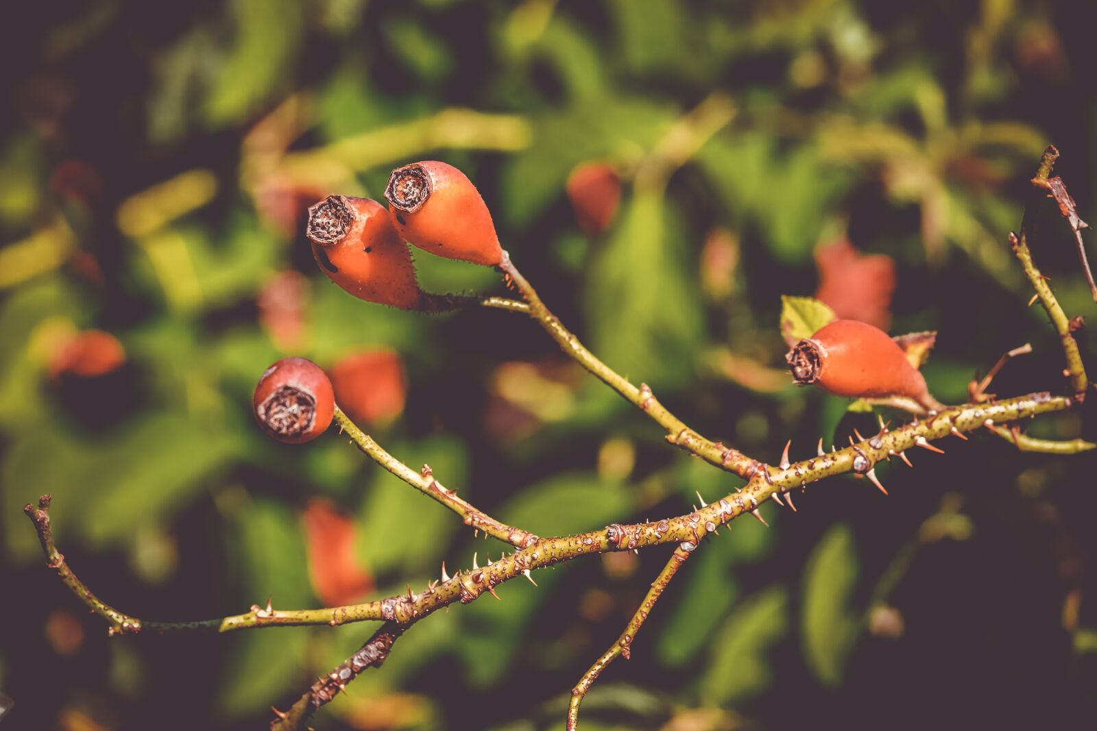 Fujifilm XF 55-200mm F3.5-4.8 R LM OIS sample photo. Rose hip, canina, fruit photography