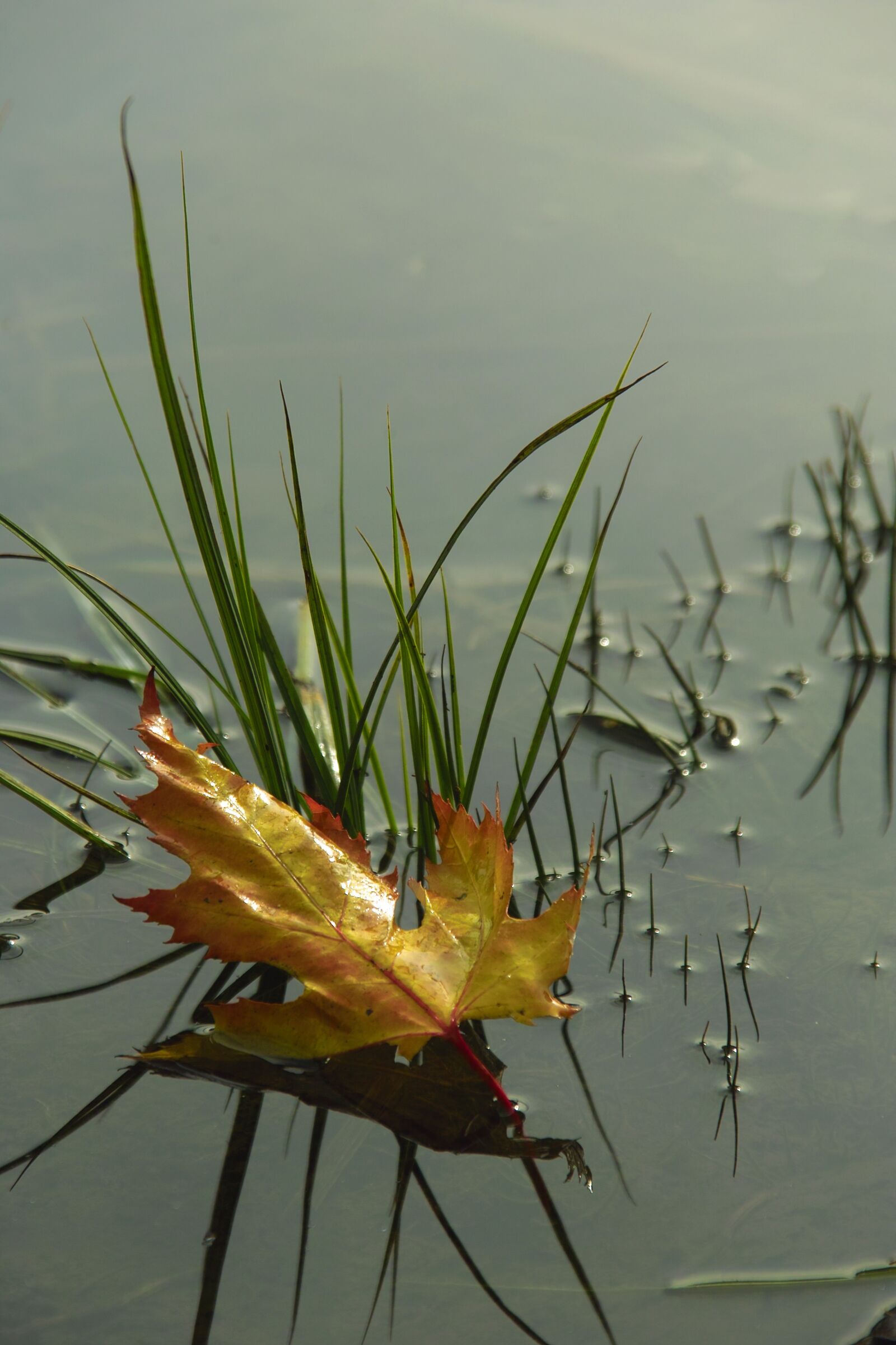 Sigma SD14 sample photo. Nature, autumn, water photography