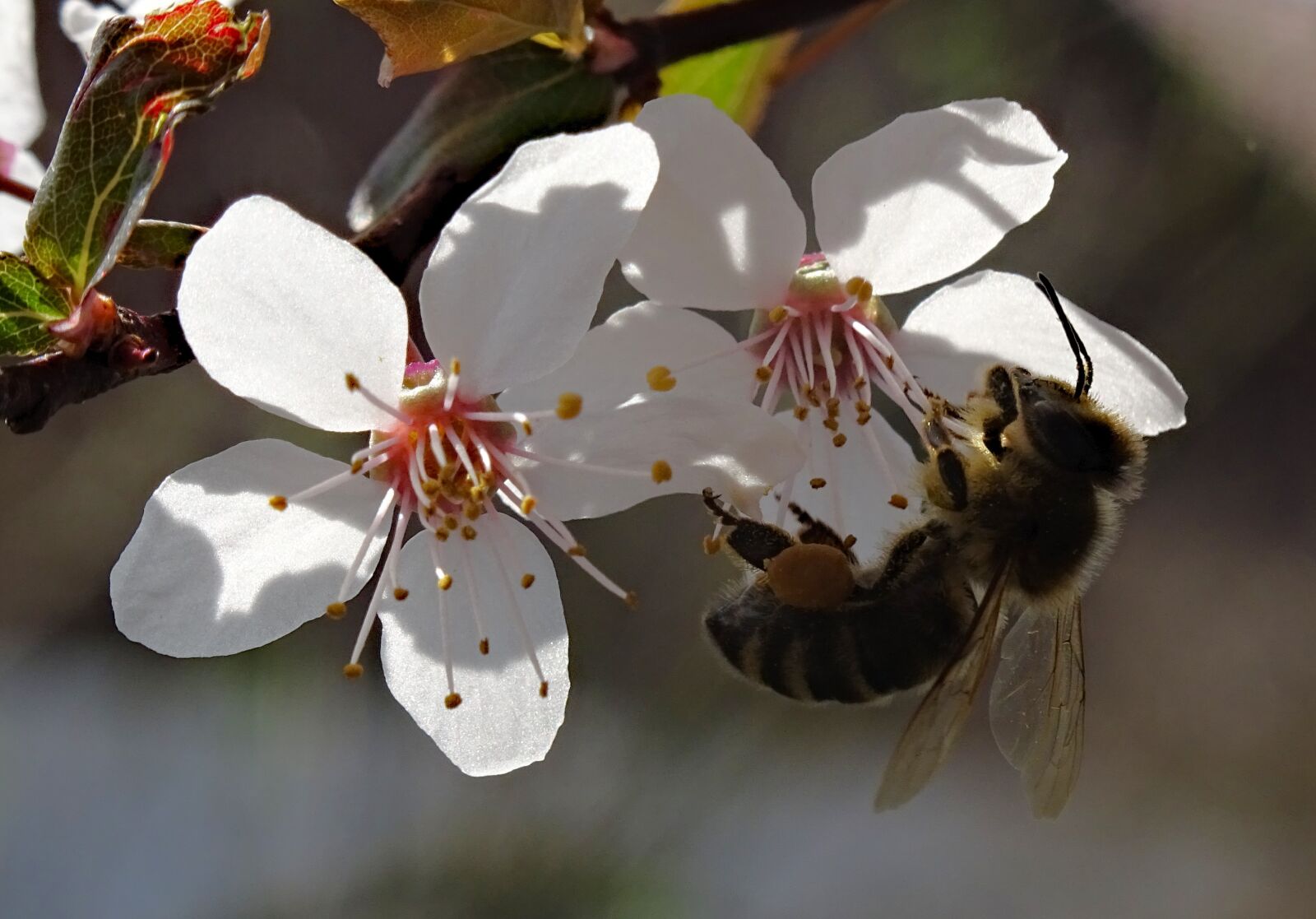 Sony DSC-HX60 sample photo. Bee, flower, blossom photography
