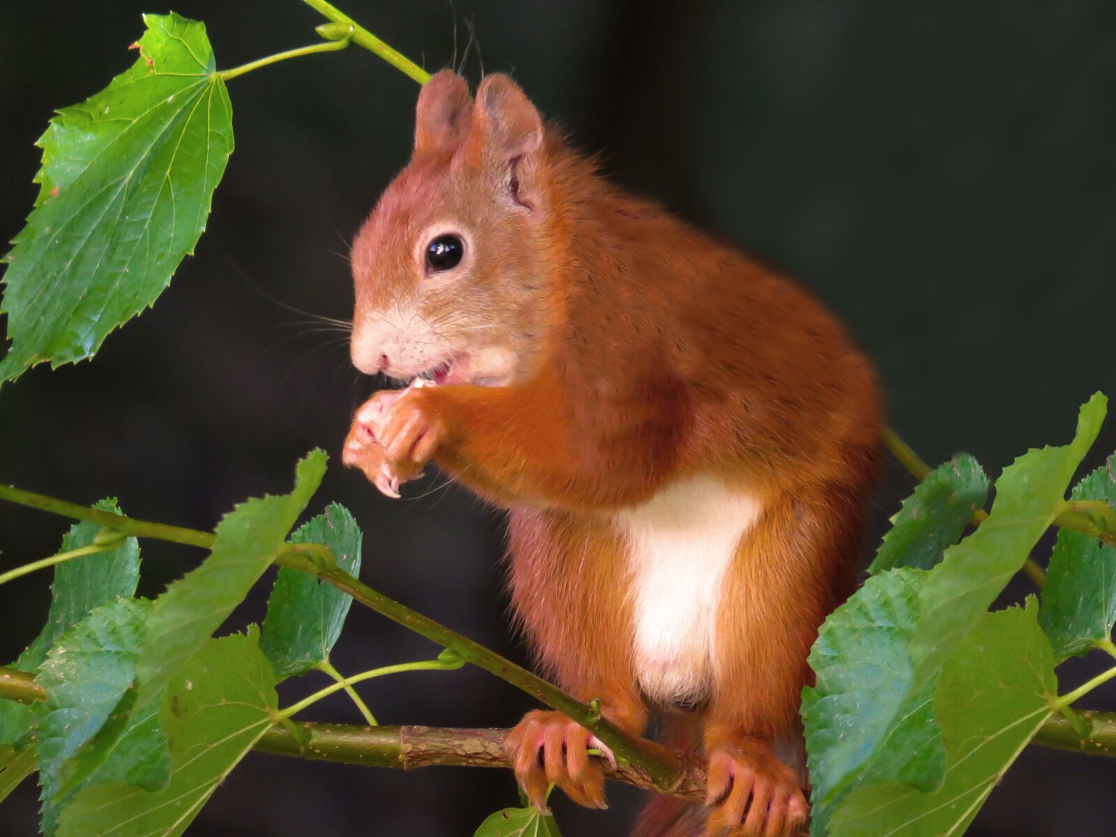 Canon PowerShot SX50 HS sample photo. Squirrel, animal, rodent photography