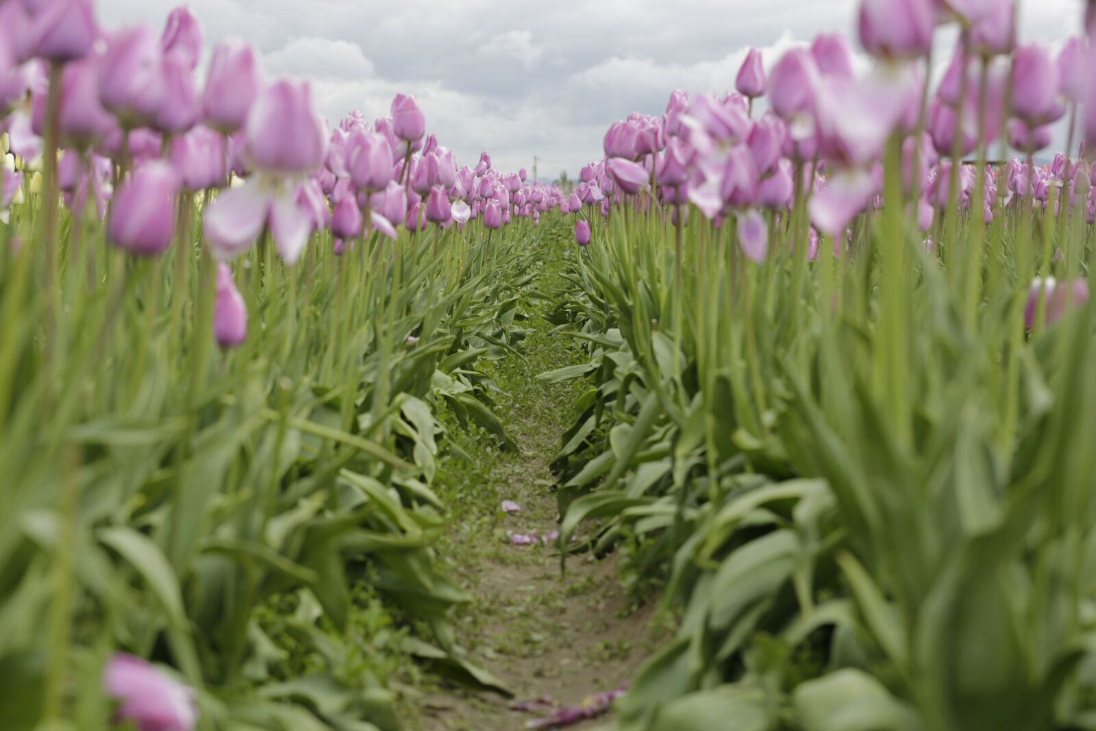 Canon EF 70-200mm F2.8L IS II USM sample photo. Tulips, purple, sky photography