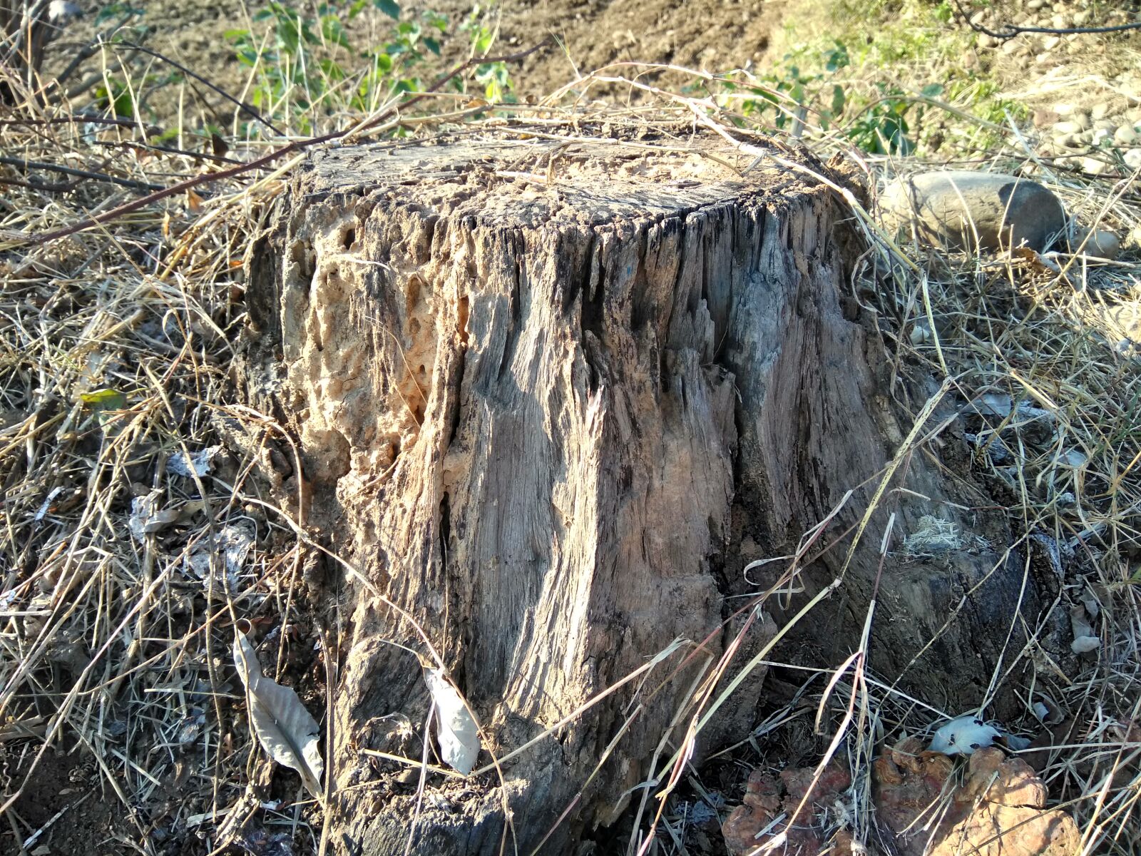 LeMobile Le X526 sample photo. Beautiful, wood, nature, root photography