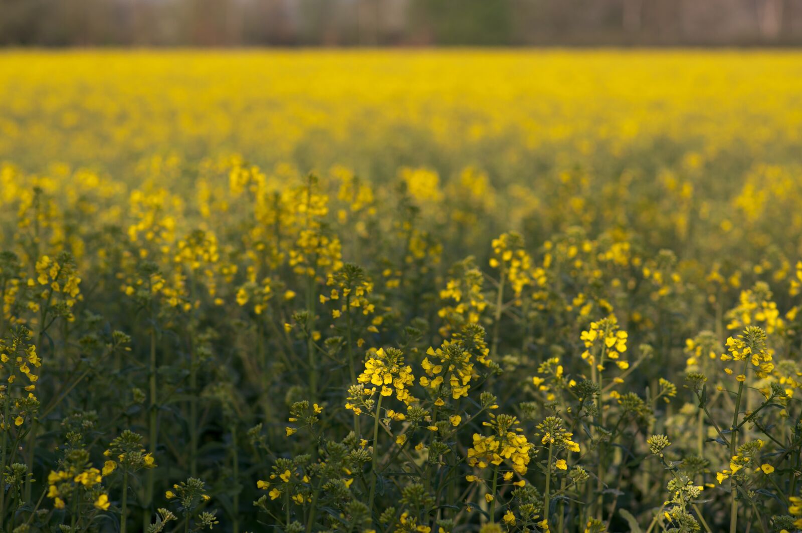 Nikon D90 sample photo. Field of rapeseeds, oilseed photography