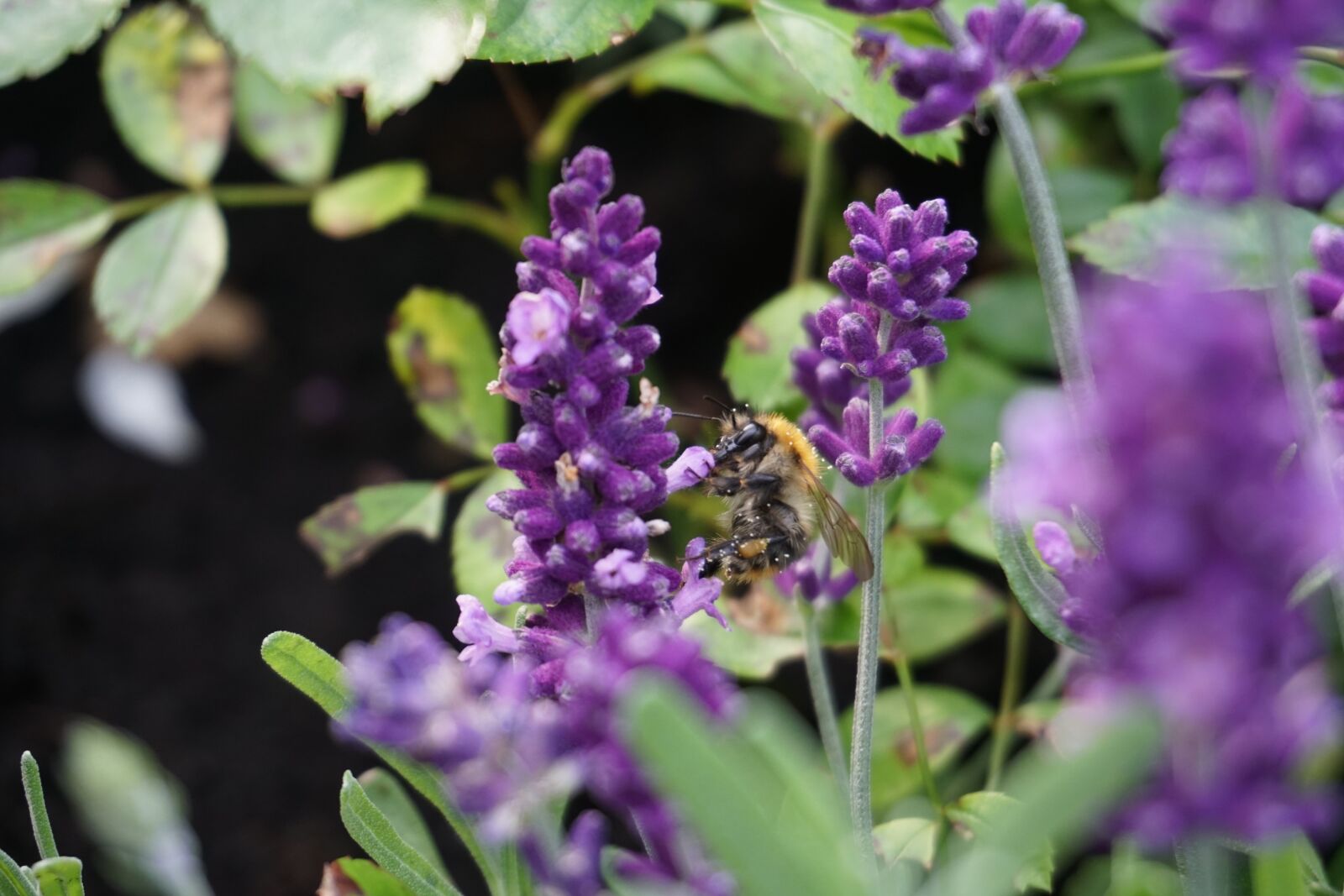 Sony a6300 sample photo. Lavender, flower, nature photography