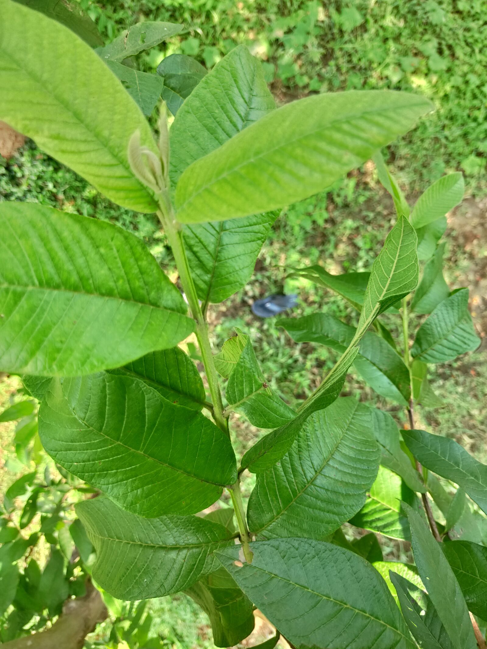 Realme 3 PRO sample photo. Guava tree, guava leaf photography