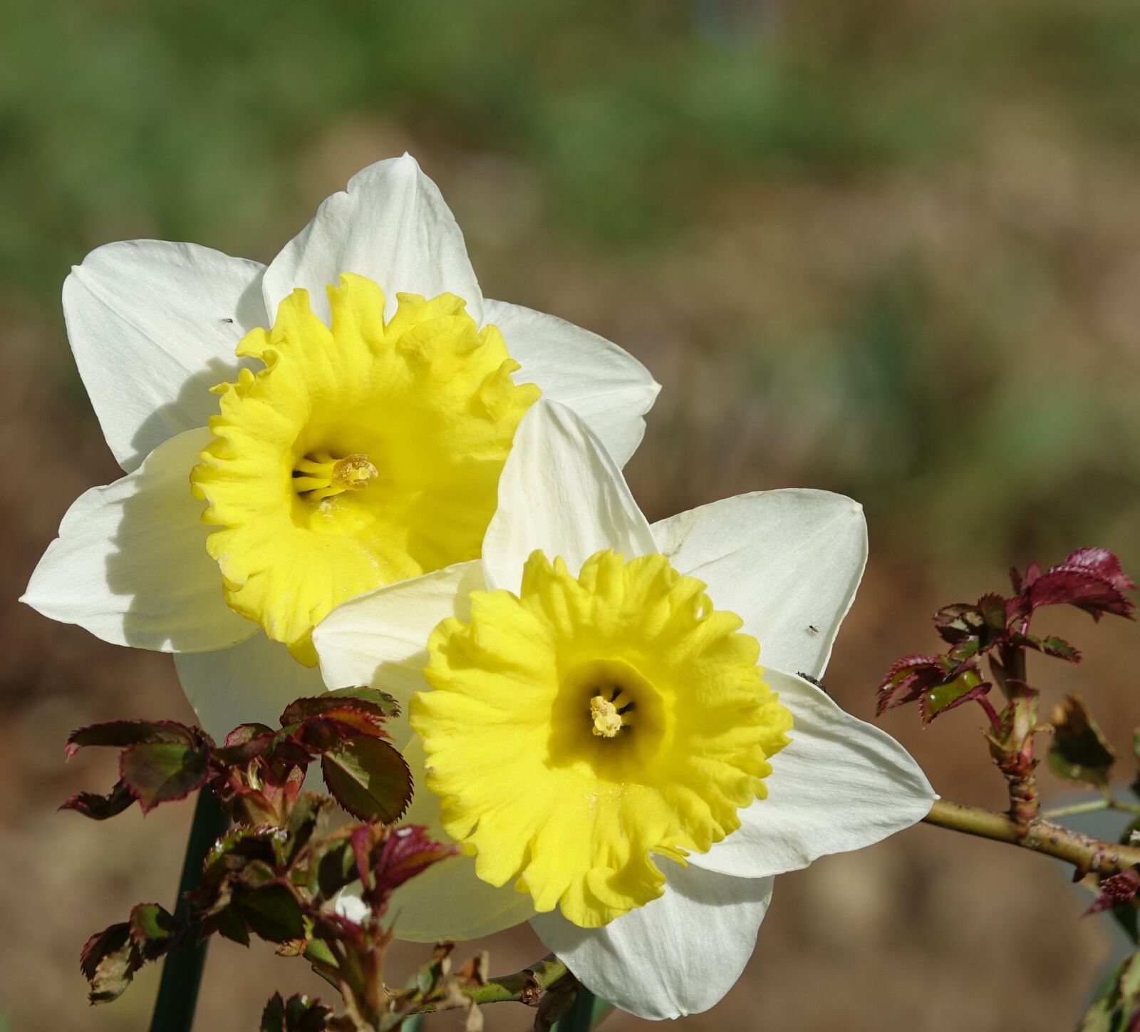 Sony Cyber-shot DSC-RX10 III sample photo. Flower, the pin daffodils photography