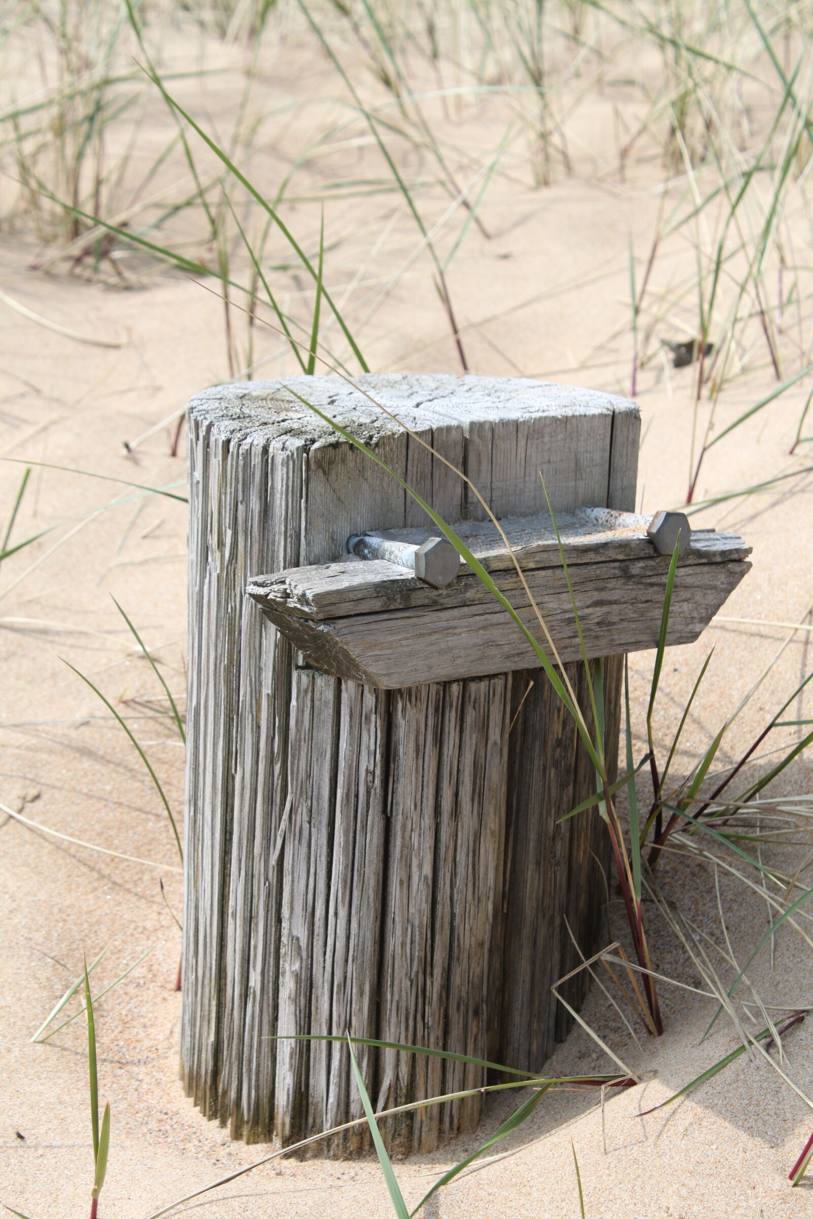 Canon EOS 500D (EOS Rebel T1i / EOS Kiss X3) sample photo. Beach, sand, stump photography