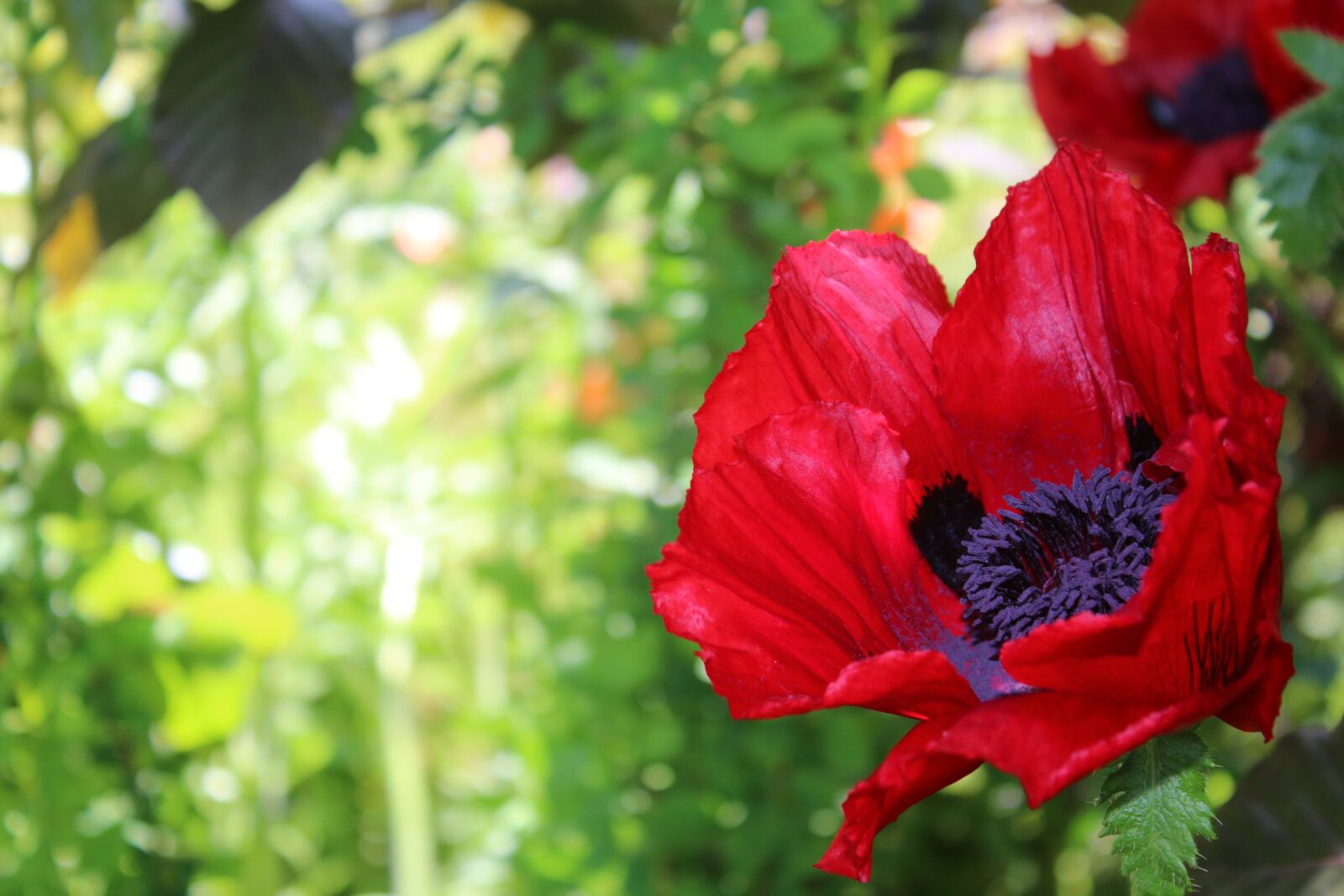 Canon EF-S 18-55mm F3.5-5.6 III sample photo. Poppy, red, flower photography