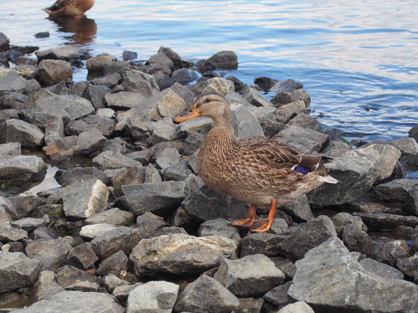 Olympus PEN E-PL5 sample photo. Duck, water, stones photography