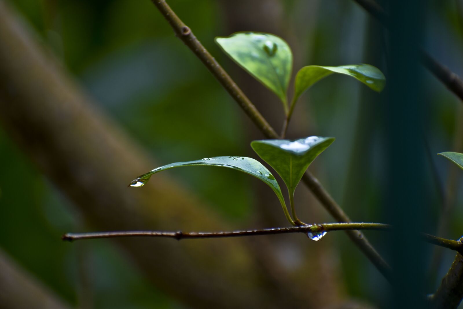Nikon D3500 sample photo. Droplets, leaves, dew photography