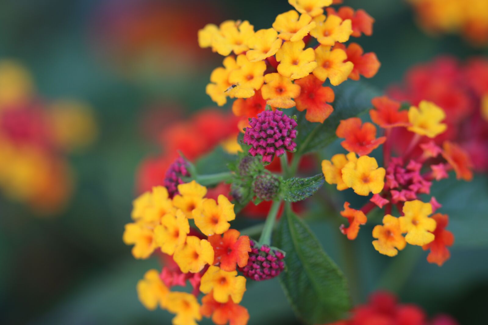 Canon EOS 70D + Canon EF 100mm F2.8 Macro USM sample photo. Color, flower, yellow photography