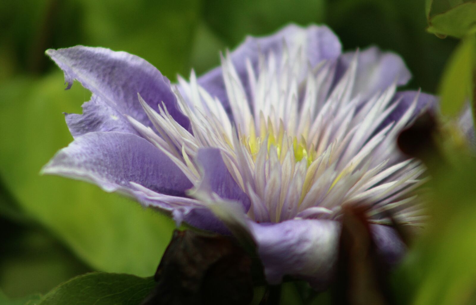 Canon EF75-300mm f/4-5.6 sample photo. Nature, flower, flora photography