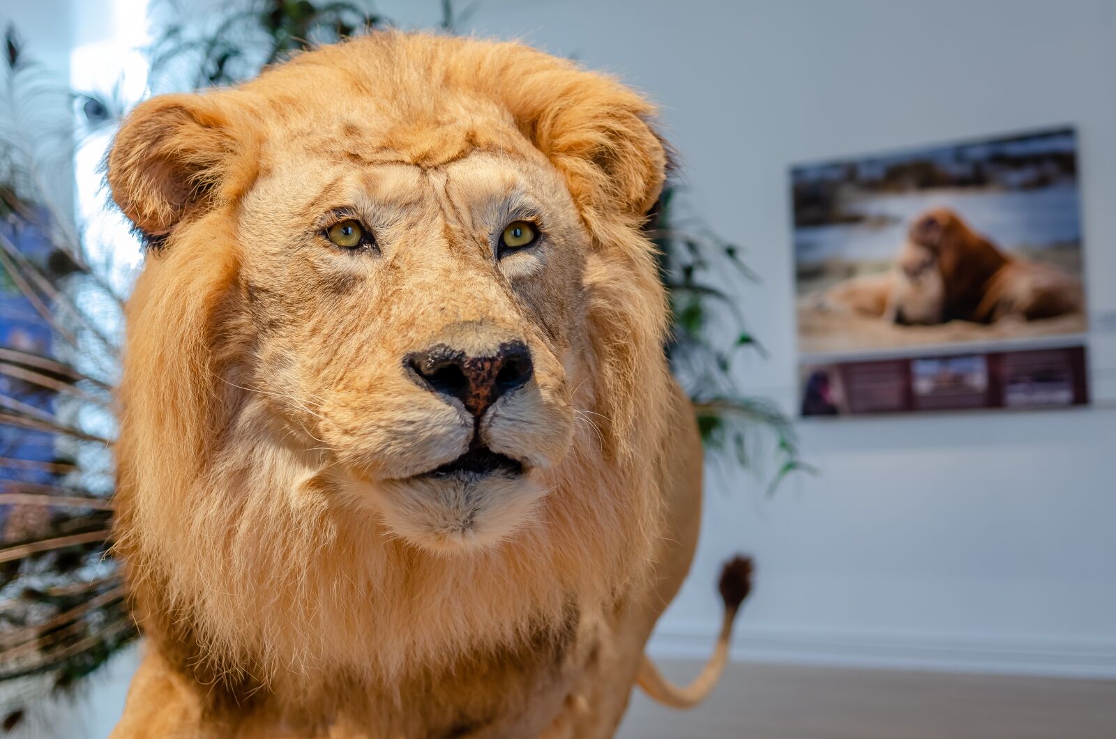 Nikon D7000 sample photo. Lion, portrait, museum photography